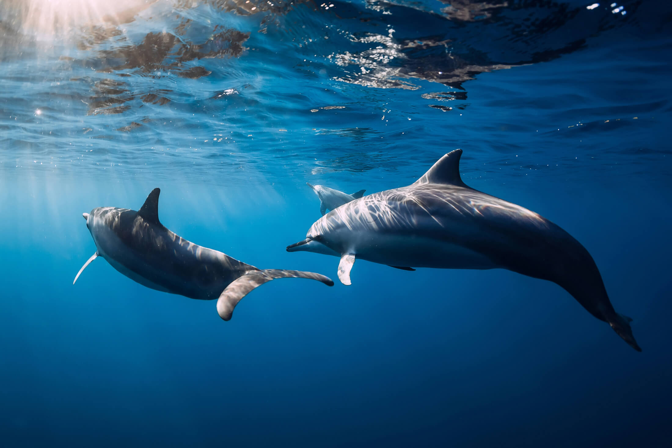 Dolphins swimming in the deep blue ocean